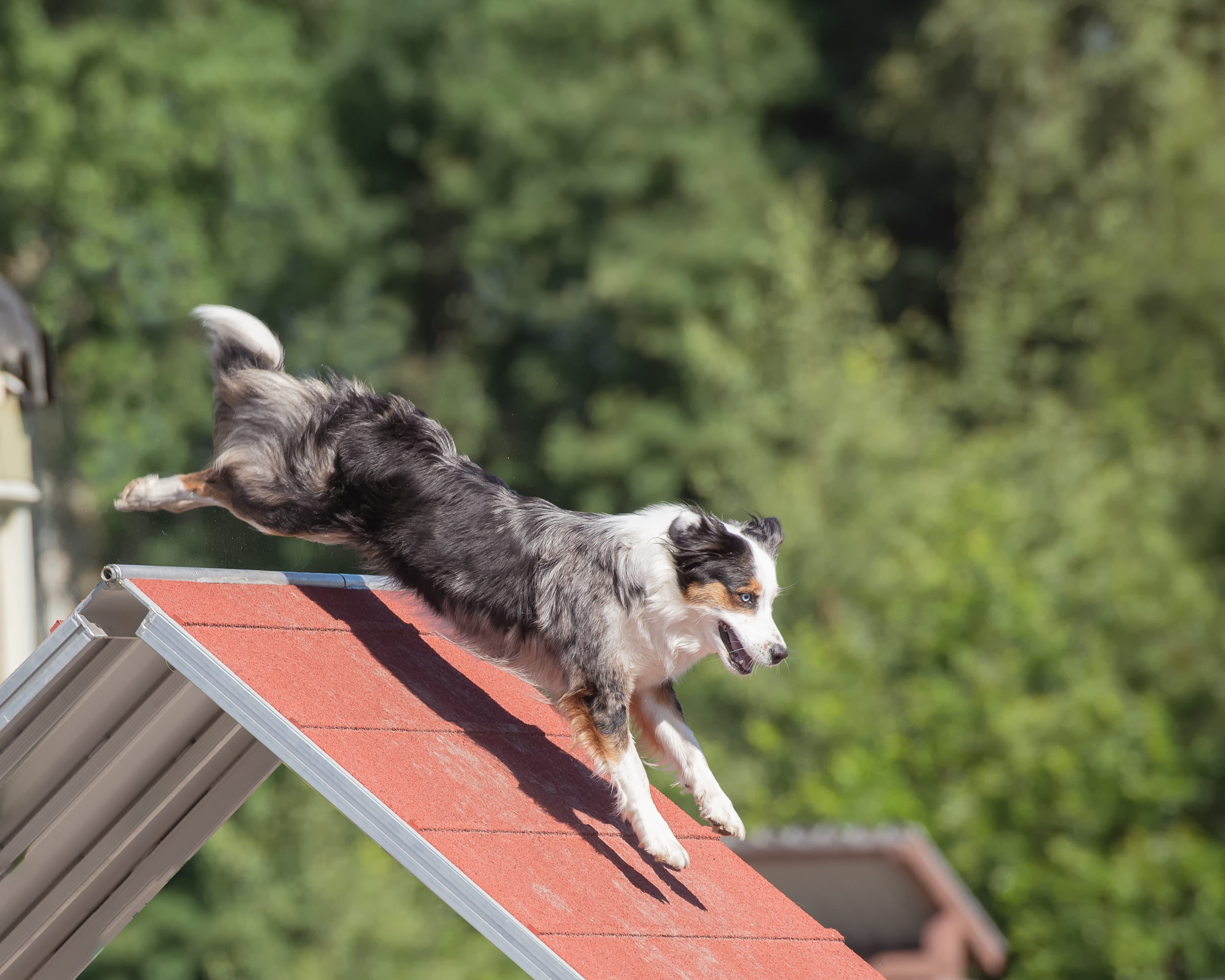 Australian shepherd dog climbing on an agility course